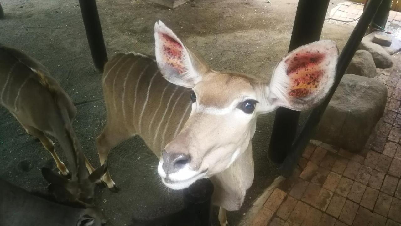 Kruger Kumba - Lahlekile Nathi Marloth Park Exterior foto