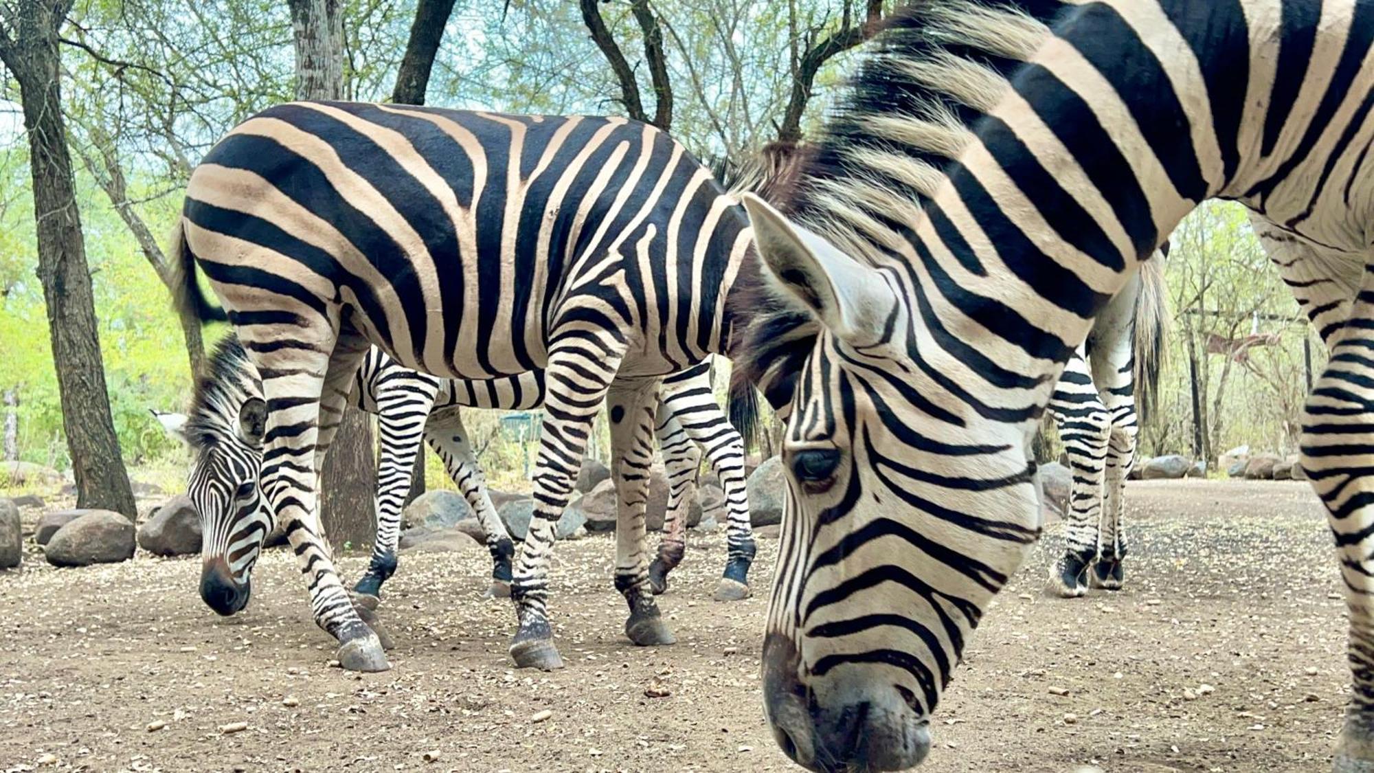Kruger Kumba - Lahlekile Nathi Marloth Park Exterior foto