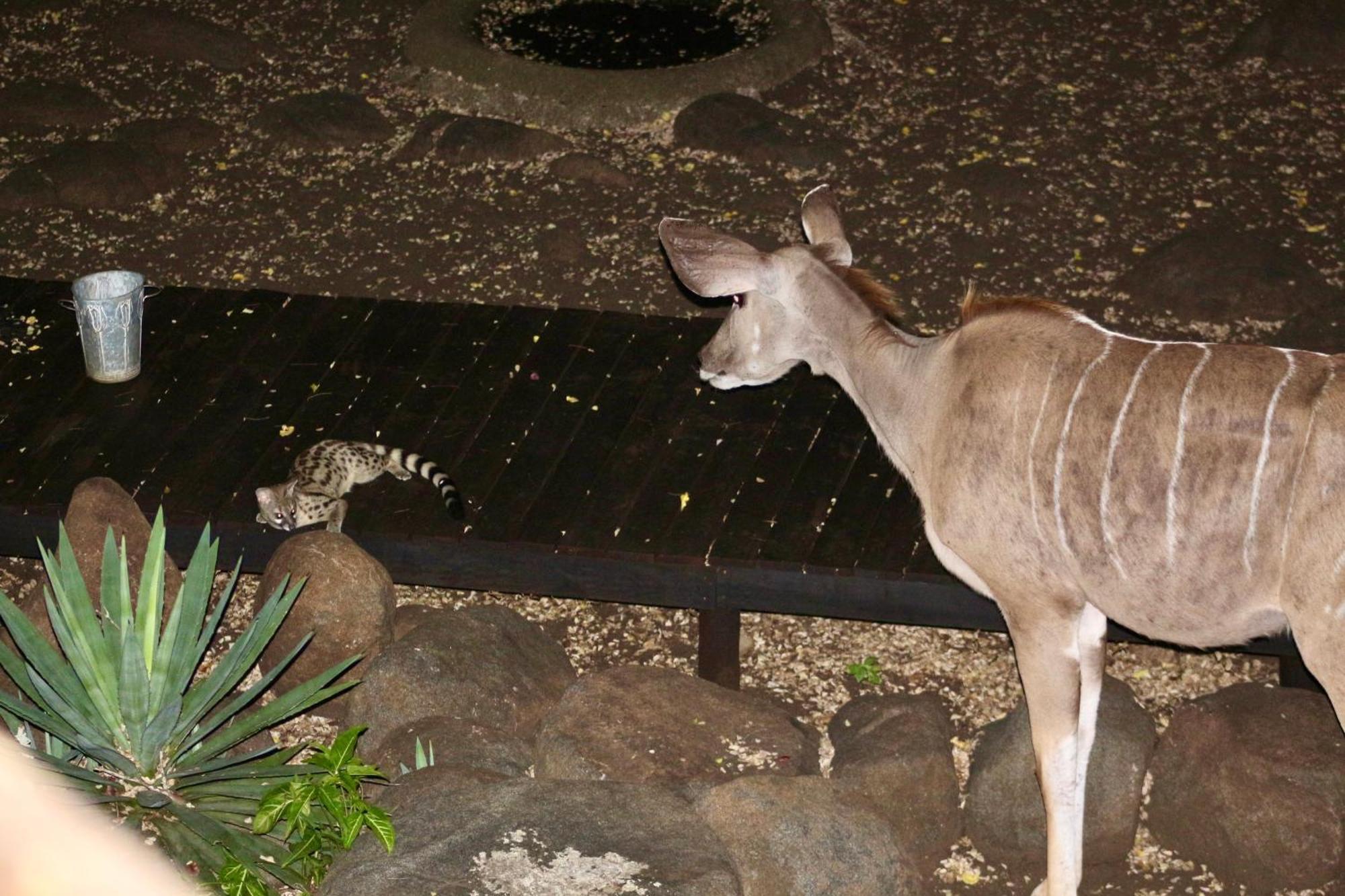 Kruger Kumba - Lahlekile Nathi Marloth Park Exterior foto